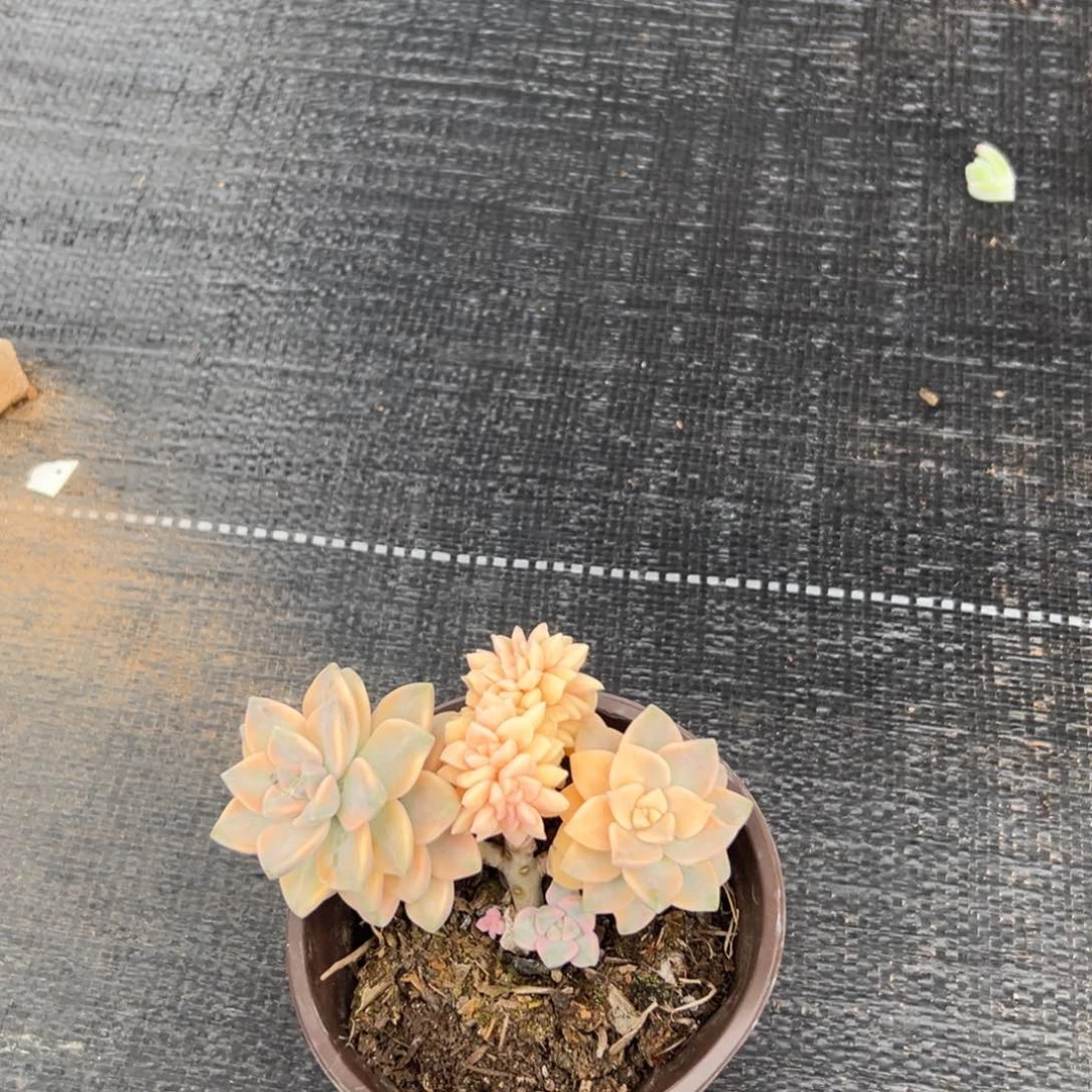 闪购2多肉美杏锦缀