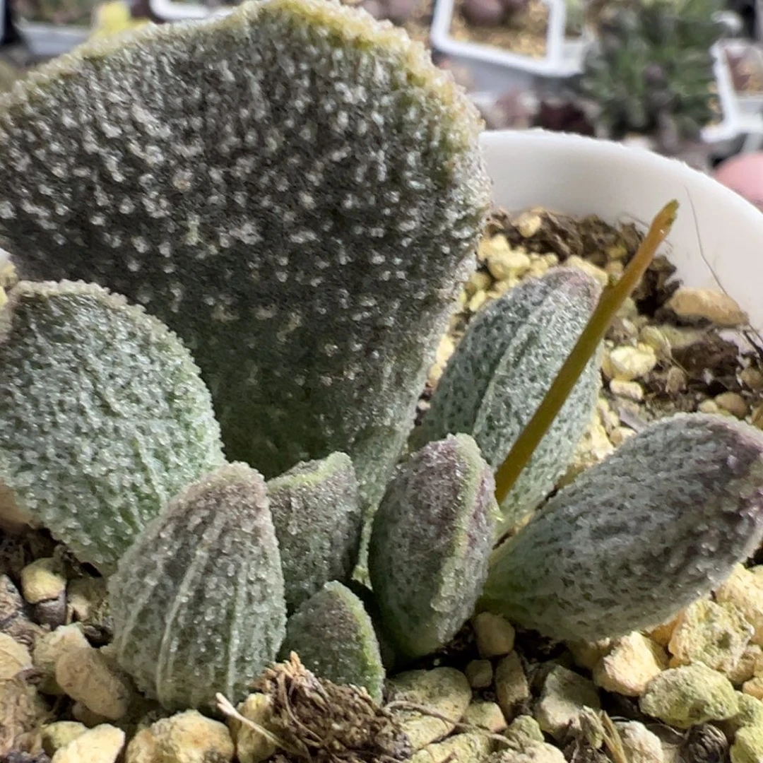 实生新品大苗多肉植物水泡