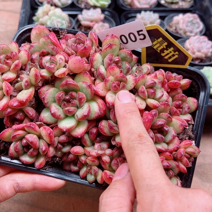 多肉植物多肉植物