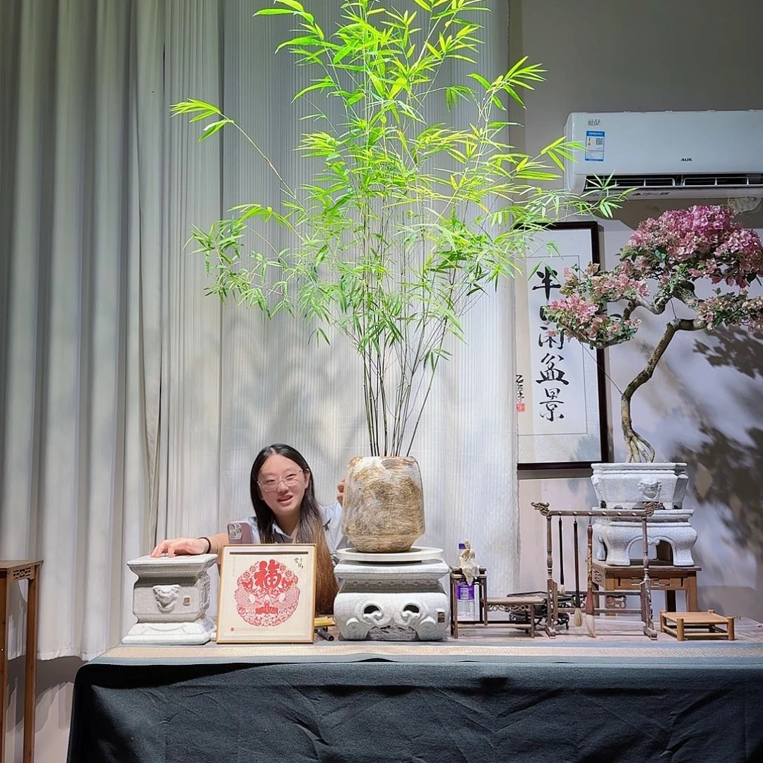 无花朵内门竹盆景一物一拍