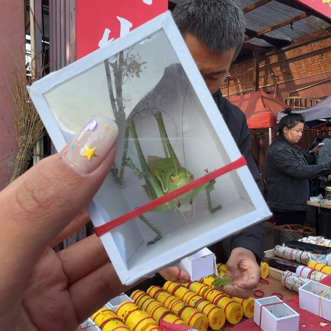 飞***神蝈蝈蝈蝈福福价格