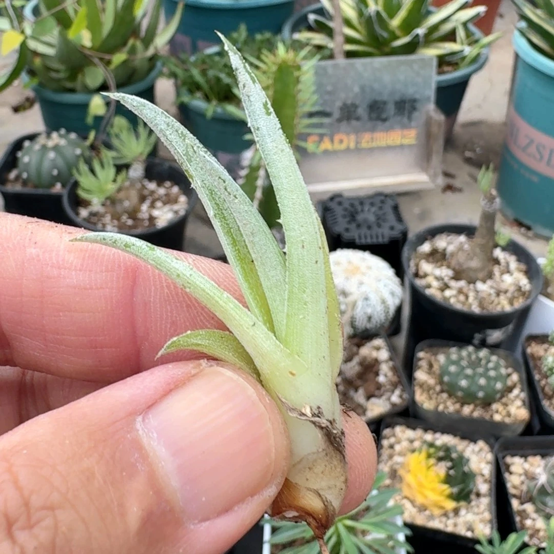 吃***疼903斑马沙漠凤梨脱土发货
