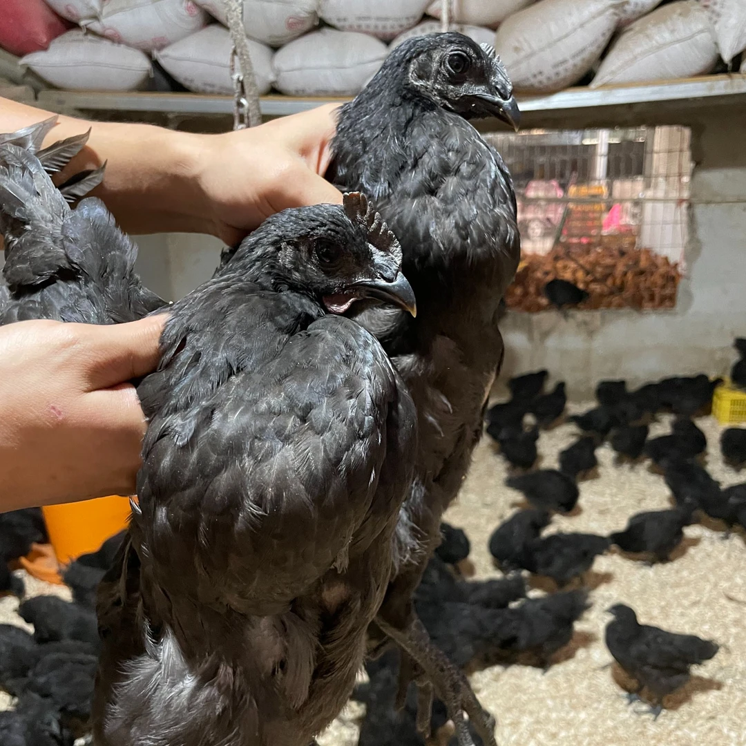 5只装五黑鸡1斤发货绿壳蛋鸡乌骨黑肉疫苗齐青年鸡路上脱水2-3两