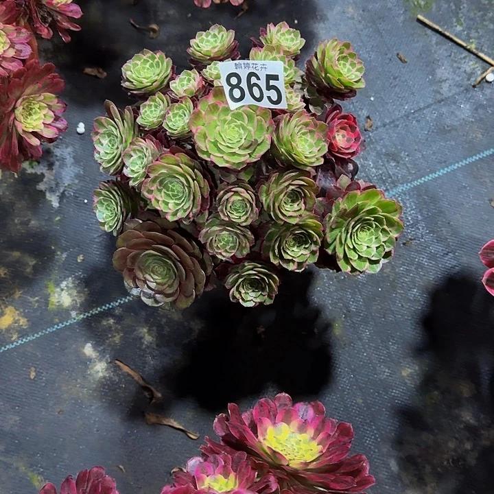 000000000000865万花筒