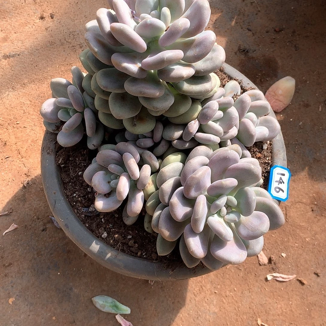 146月美人 一物一拍多肉