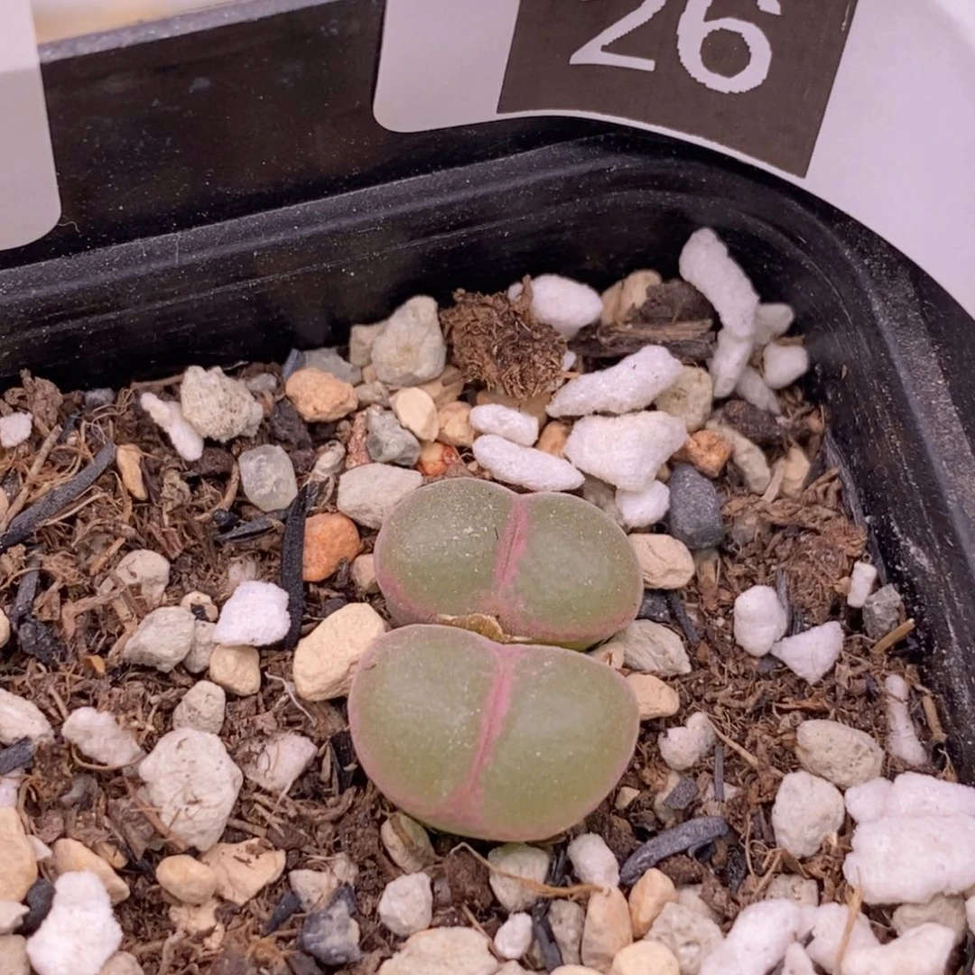 被***酱6-26一颗安格双头