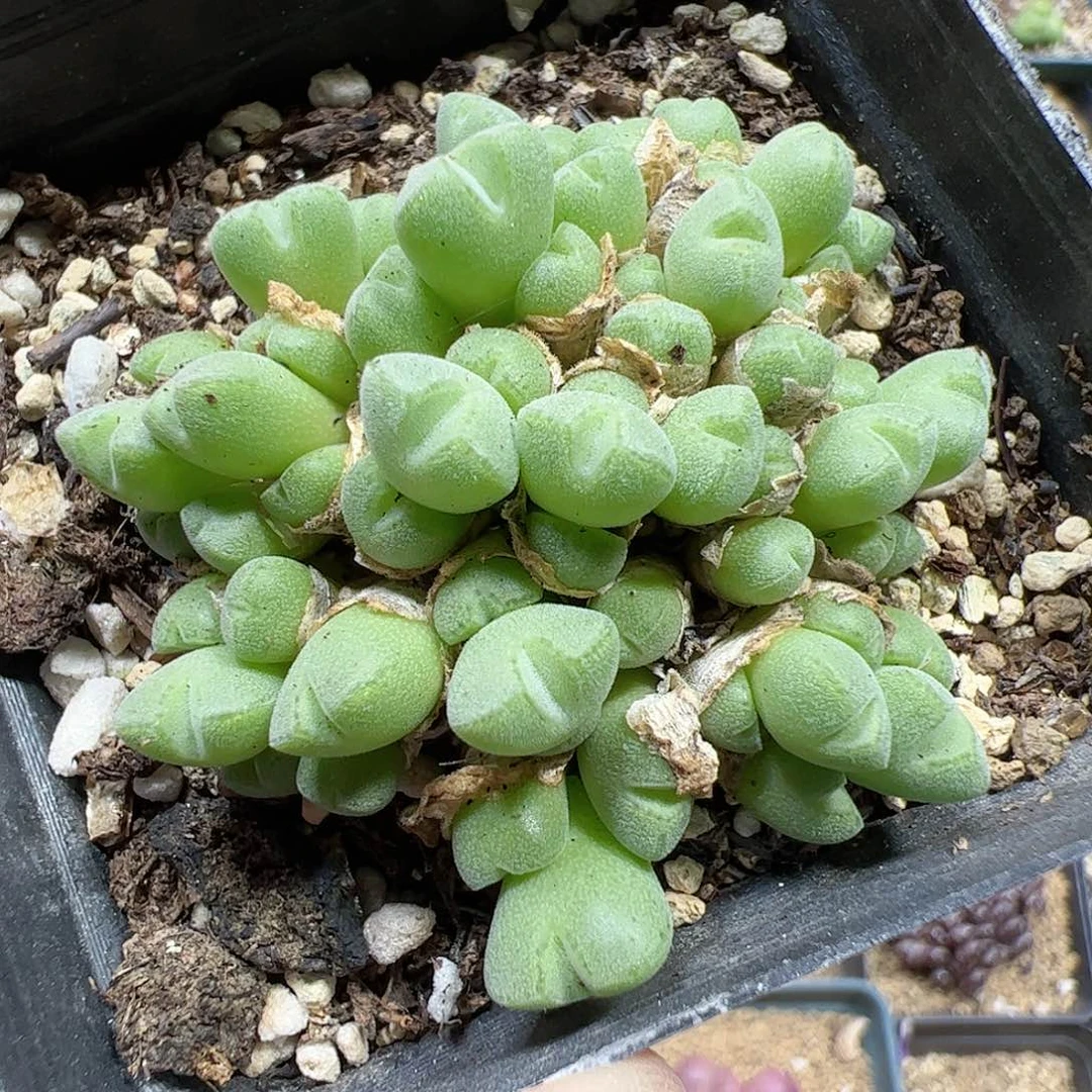 【闪购商品】222 小米锥