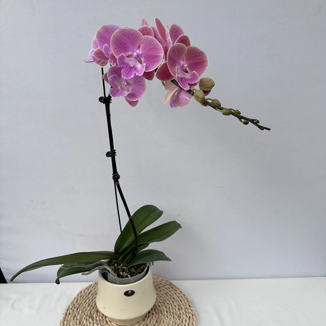 蝴蝶兰【唯美】 橘粉色复古稀有色系 室内花卉乔迁送礼餐桌装饰6