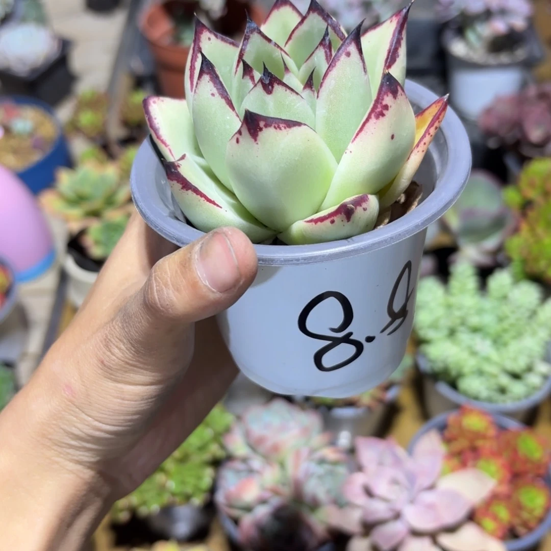 开播福利乌木新疆包邮