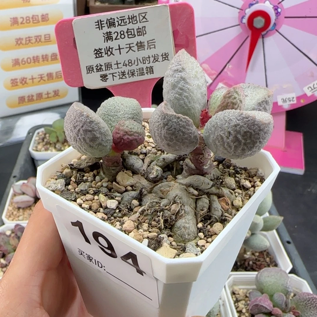 194哈莫云朵多肉植物