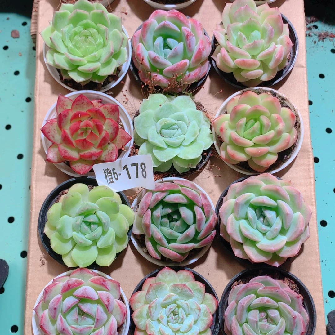 6-178一物一拍带盆18颗