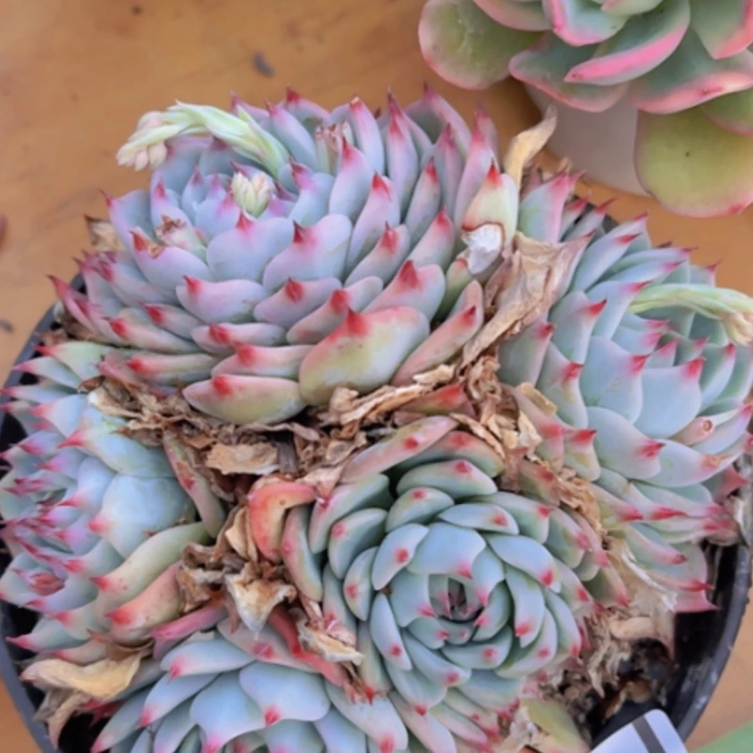 【闪购商品】吉娃娃24270