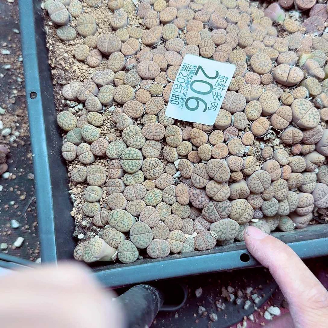 是***。你也快回来吃饭哦我的203