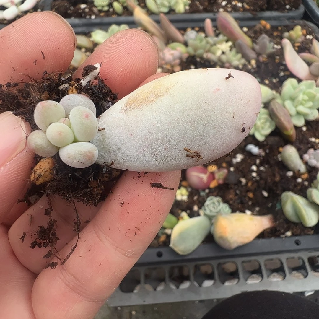 阮***8多肉植物多肉植物