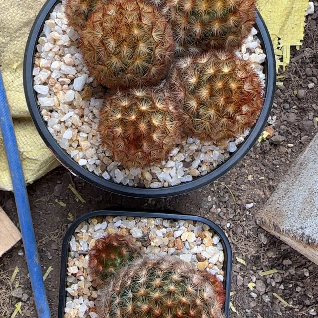 ℋ***࿐实生仙人球特价一颗