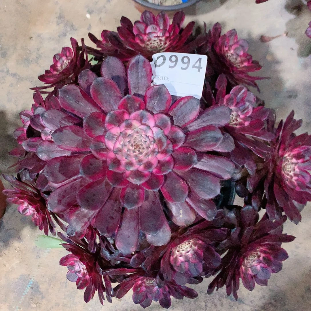 红金刚法师多肉994