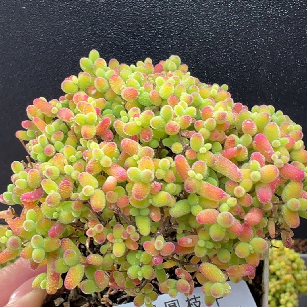 捡漏dy5708精控蜜橘糖球冠幅7cm