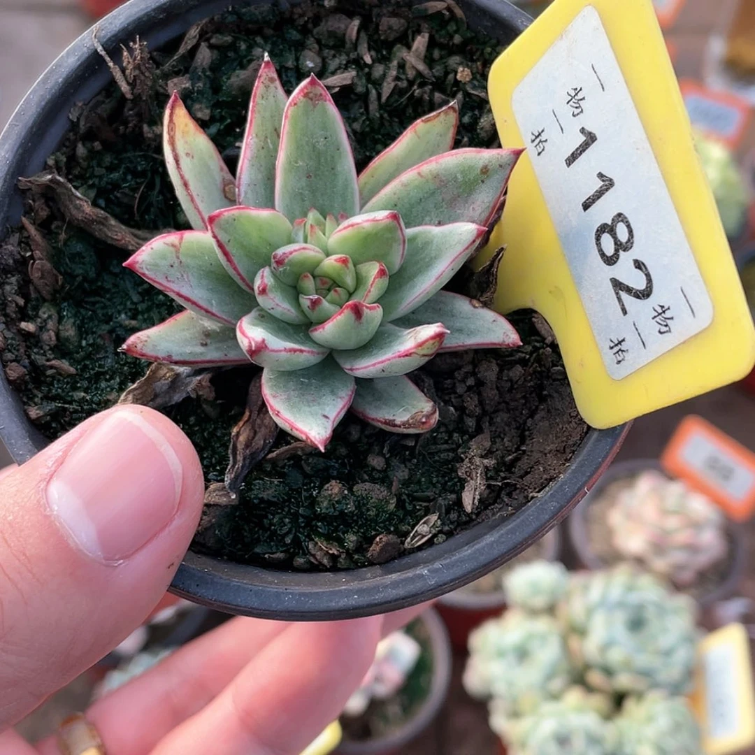 【闪购商品】1182号