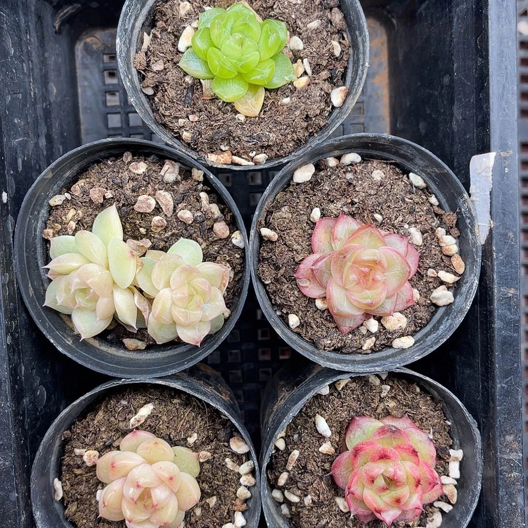 多肉一物一拍5-87