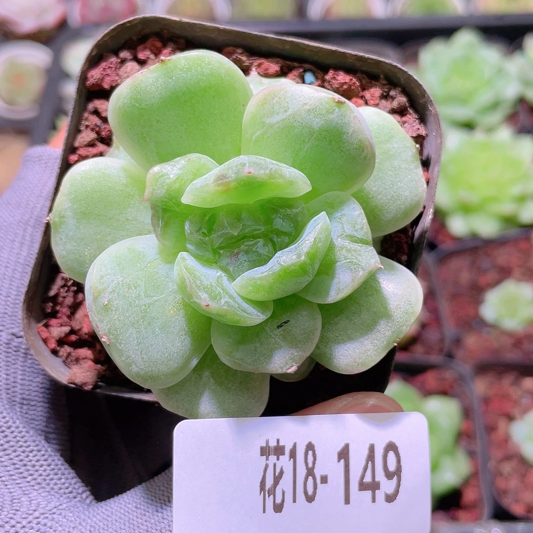 花利美18-149新品石化