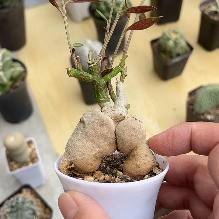 无花朵人参大戟块根