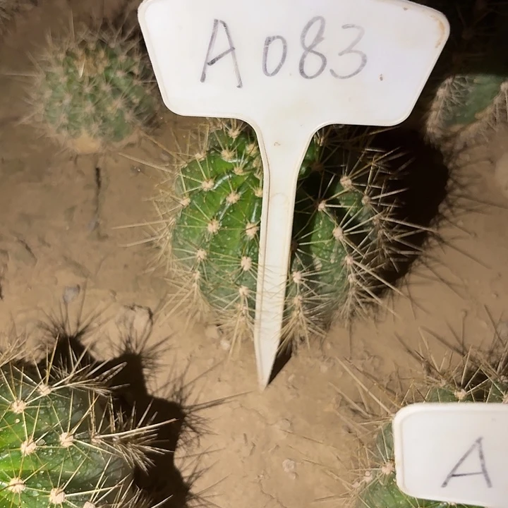 有****0A083,3-90瑕疵歪头