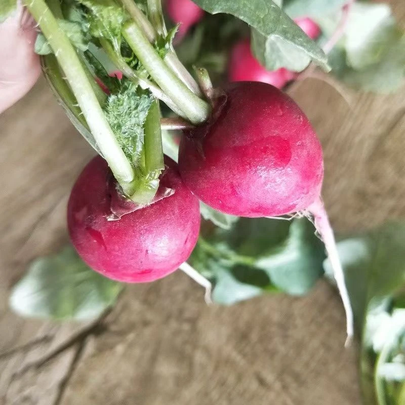新鲜东北蔬菜红萝卜丁蘸酱菜 顺丰包邮