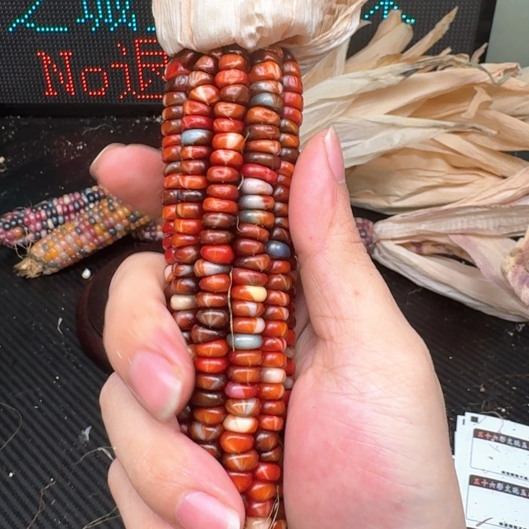 柏香籽/百香籽吊坠壹**景