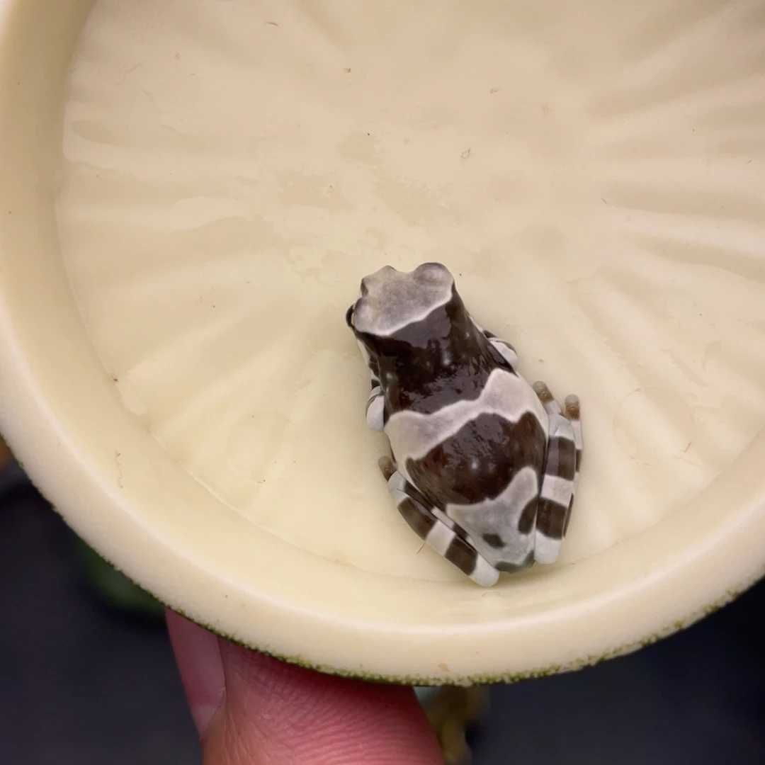 老爷树蛙牛奶树蛙