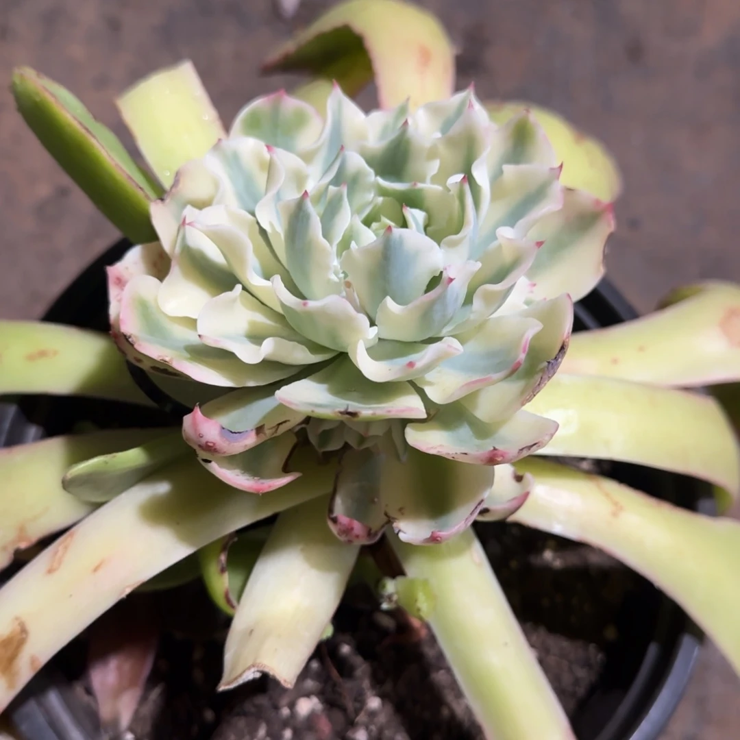 S****hSits多肉植物海啸锦