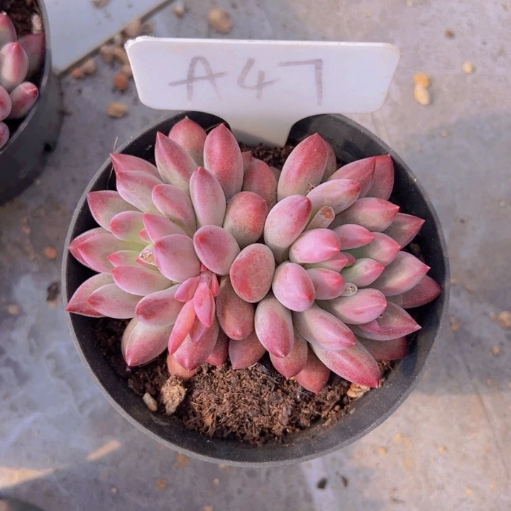 健健康康平平安安