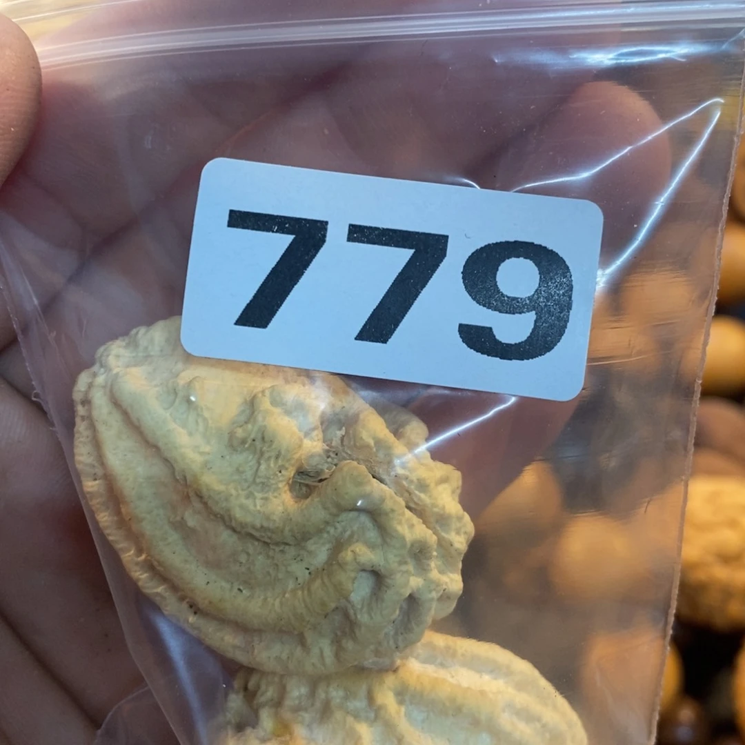 草珠菩提吊坠素****?文化交流