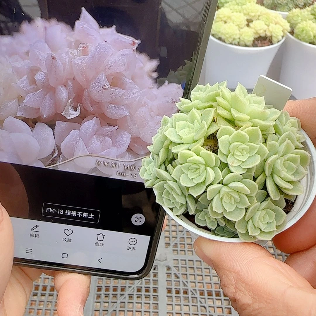 【闪购商品】1014-41（fm-18）