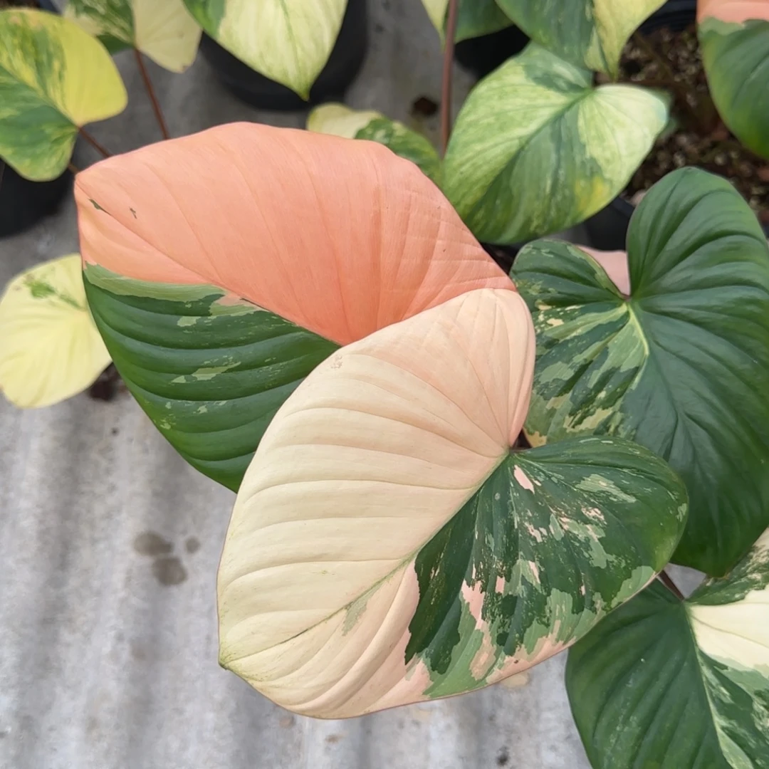 R306-1223薄荷橘锦千年健