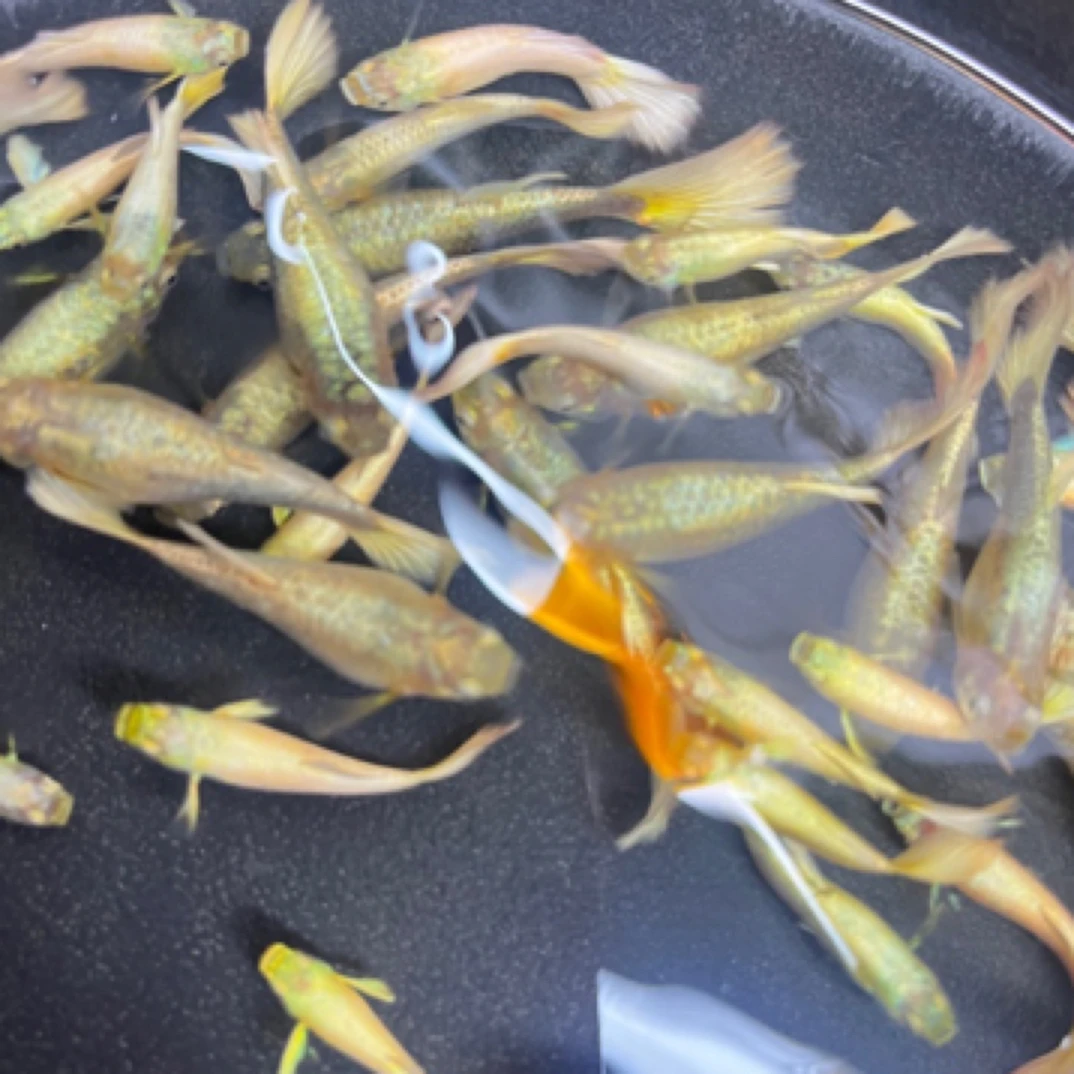 黄金满鳞大肚子孕母种鱼（入缸不包损）