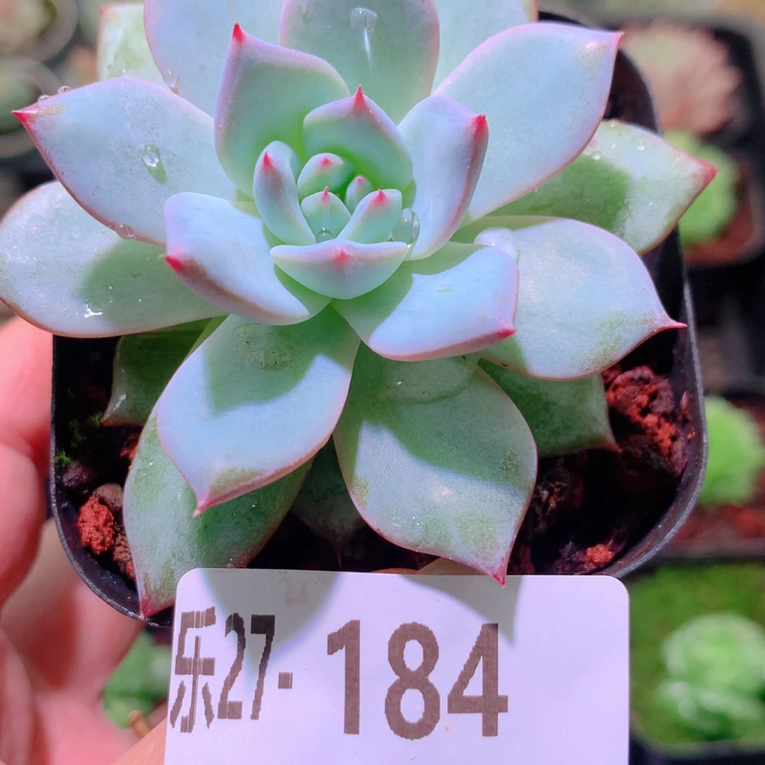 乐然27-184 粉蓝鸟