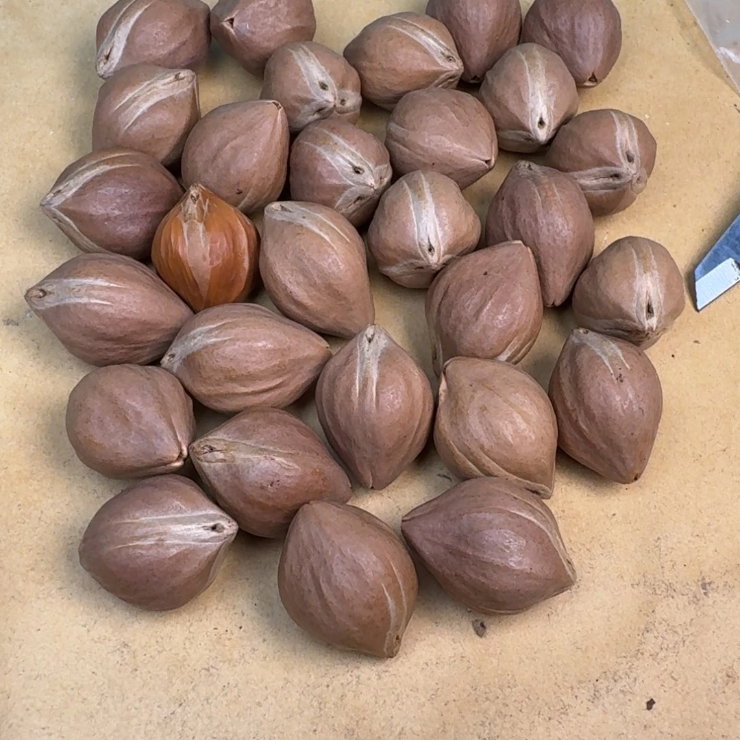 橄榄核手串/手链1