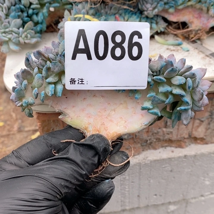 86石榴籽缀有瑕疵