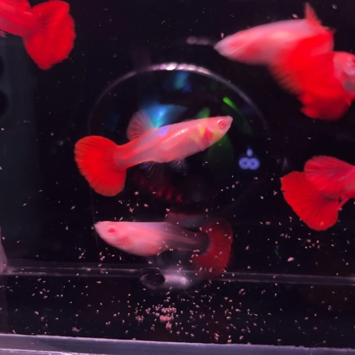孔雀鱼半月尾折扇白子3对