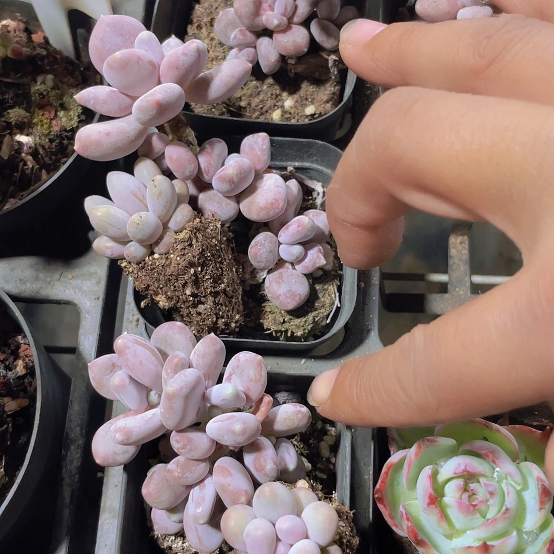 小***爱稻田姬a038一物一拍