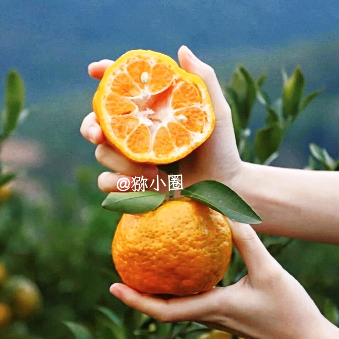 正宗长阳清江椪柑，脆甜多汁，细嫩化渣，八百里清江美如画。