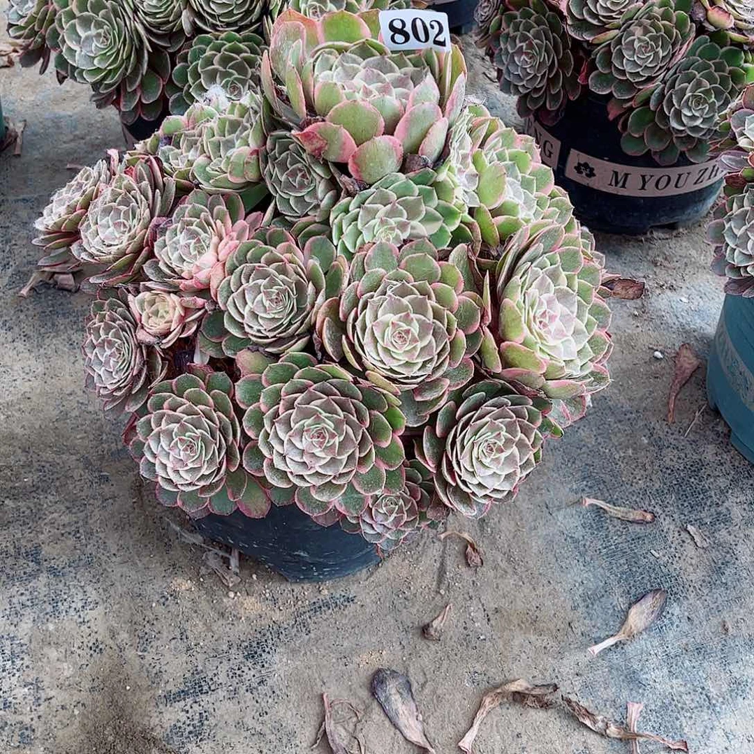 无花朵涛*a多肉植物花妖寄养802