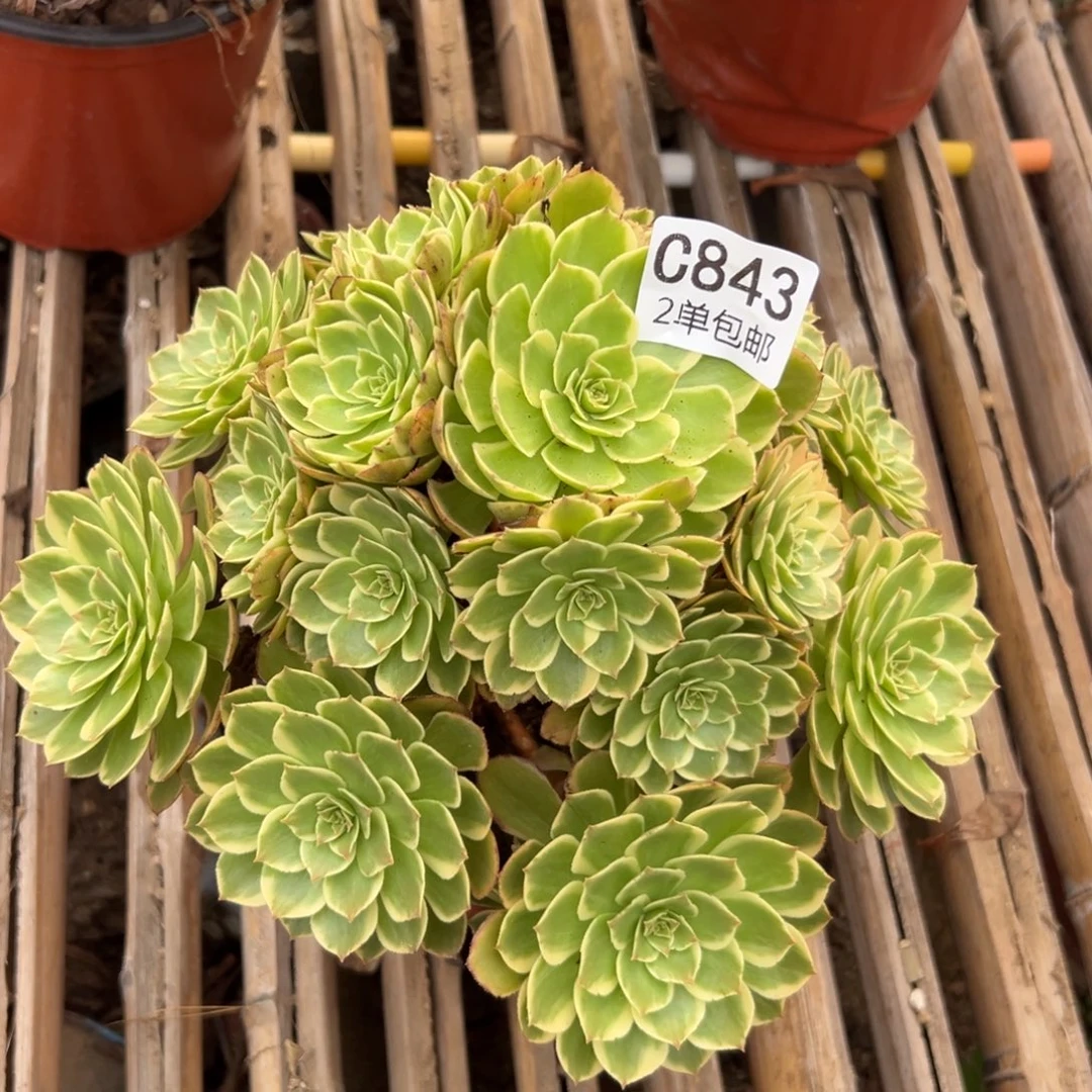843多肉  粉花妖 不包断头