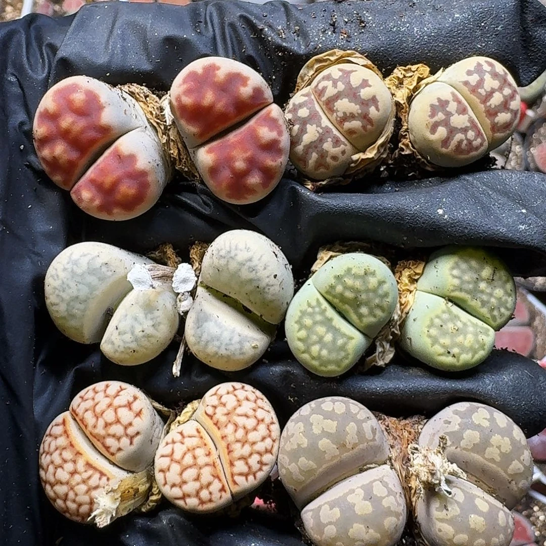 生石花111111。   219