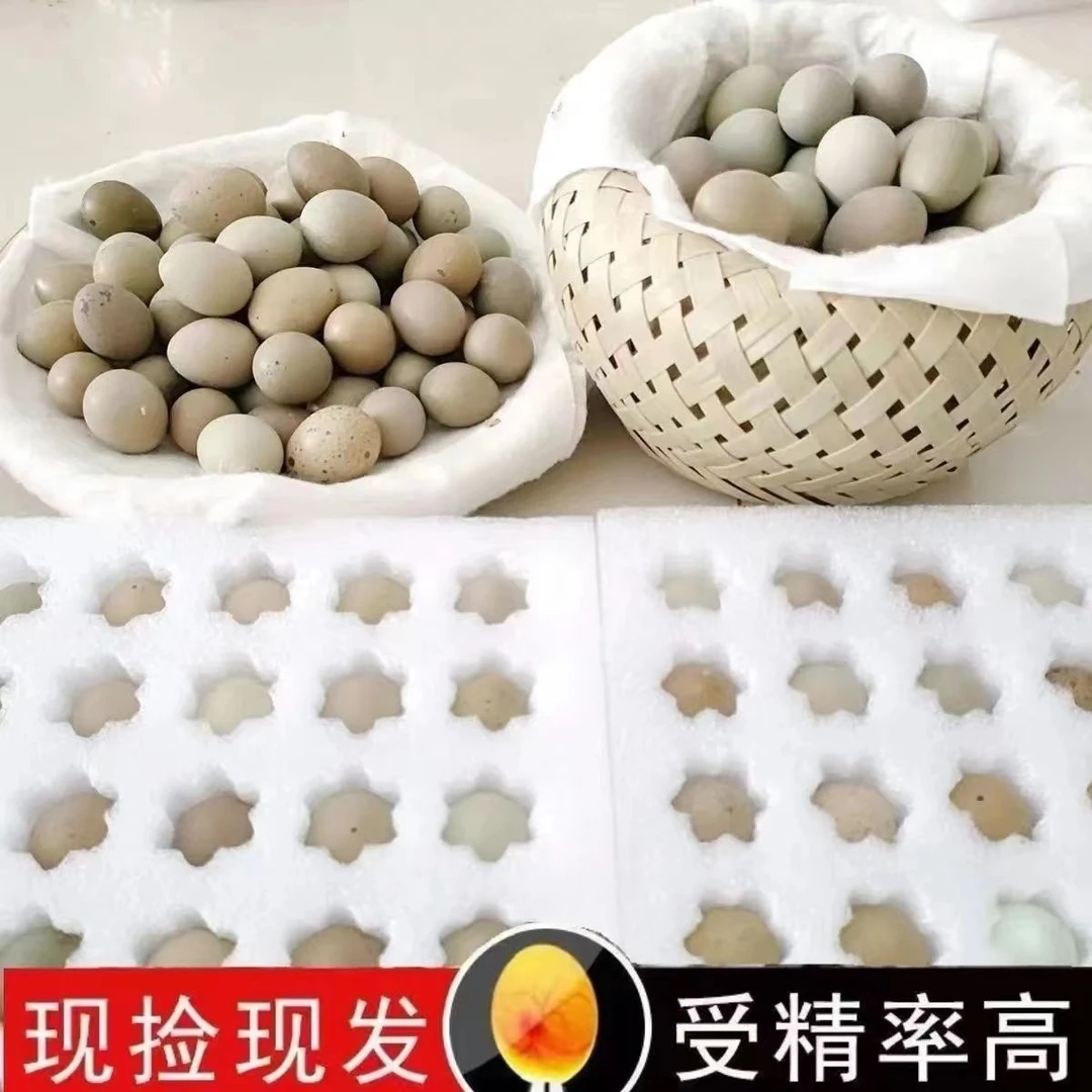 受精可孵化蛋网红迷你宠物鸡纯白礼服家养宠物芦丁鸡活鸡