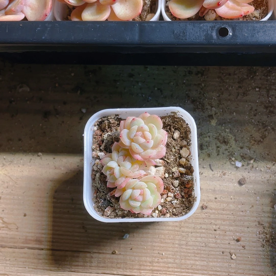 p***o梦境四头中盆一个满25包邮