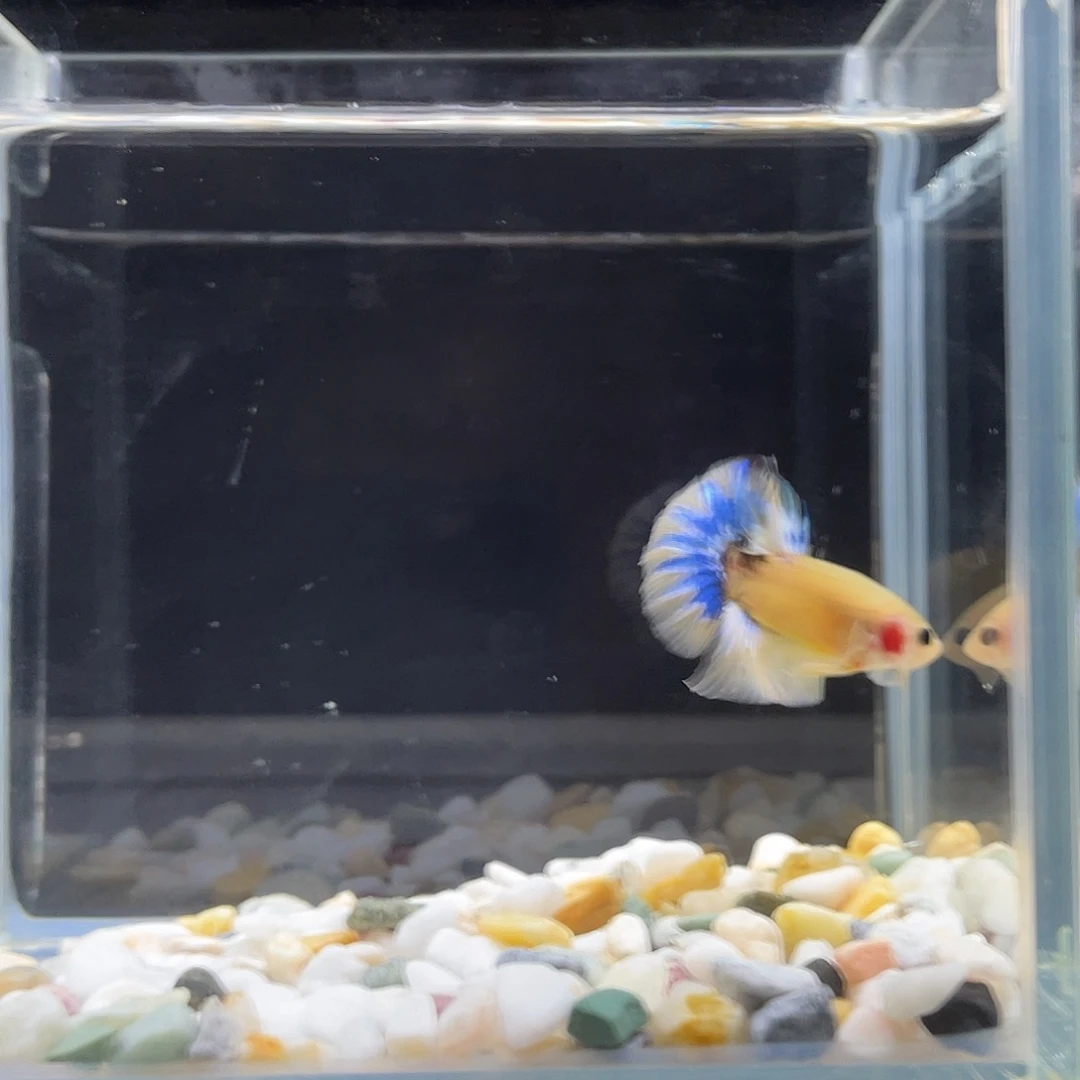 斗鱼星宸9月11日27号