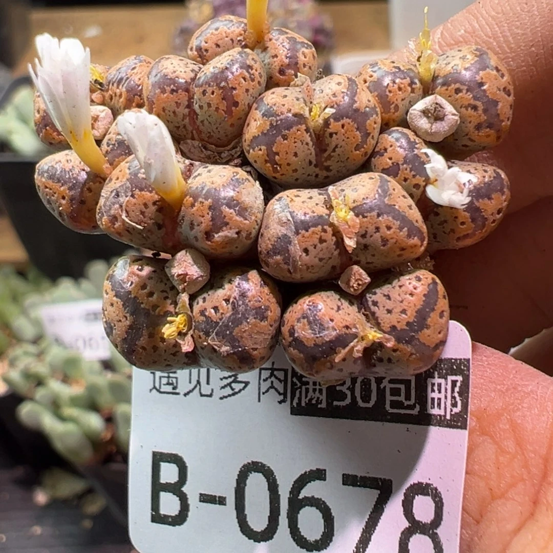 多肉植物1111111111111