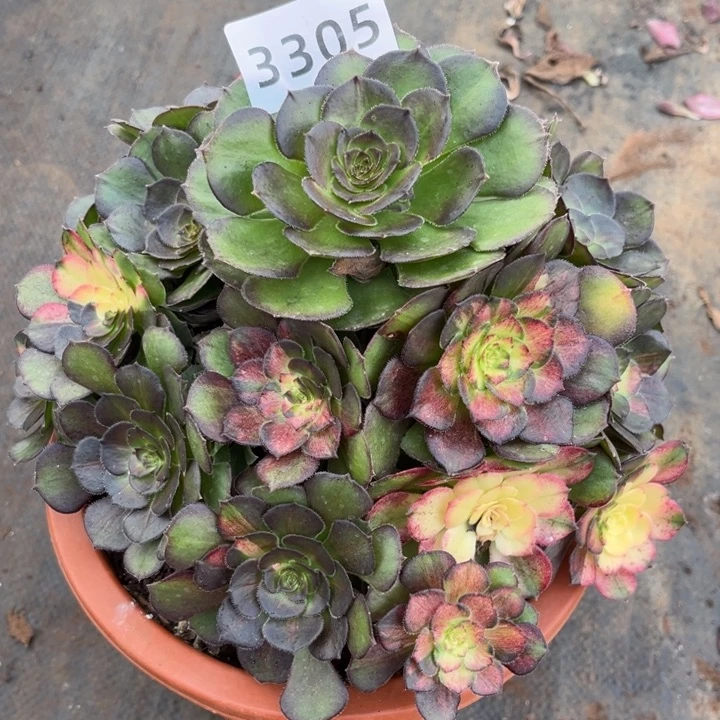 海王七彩特价多肉