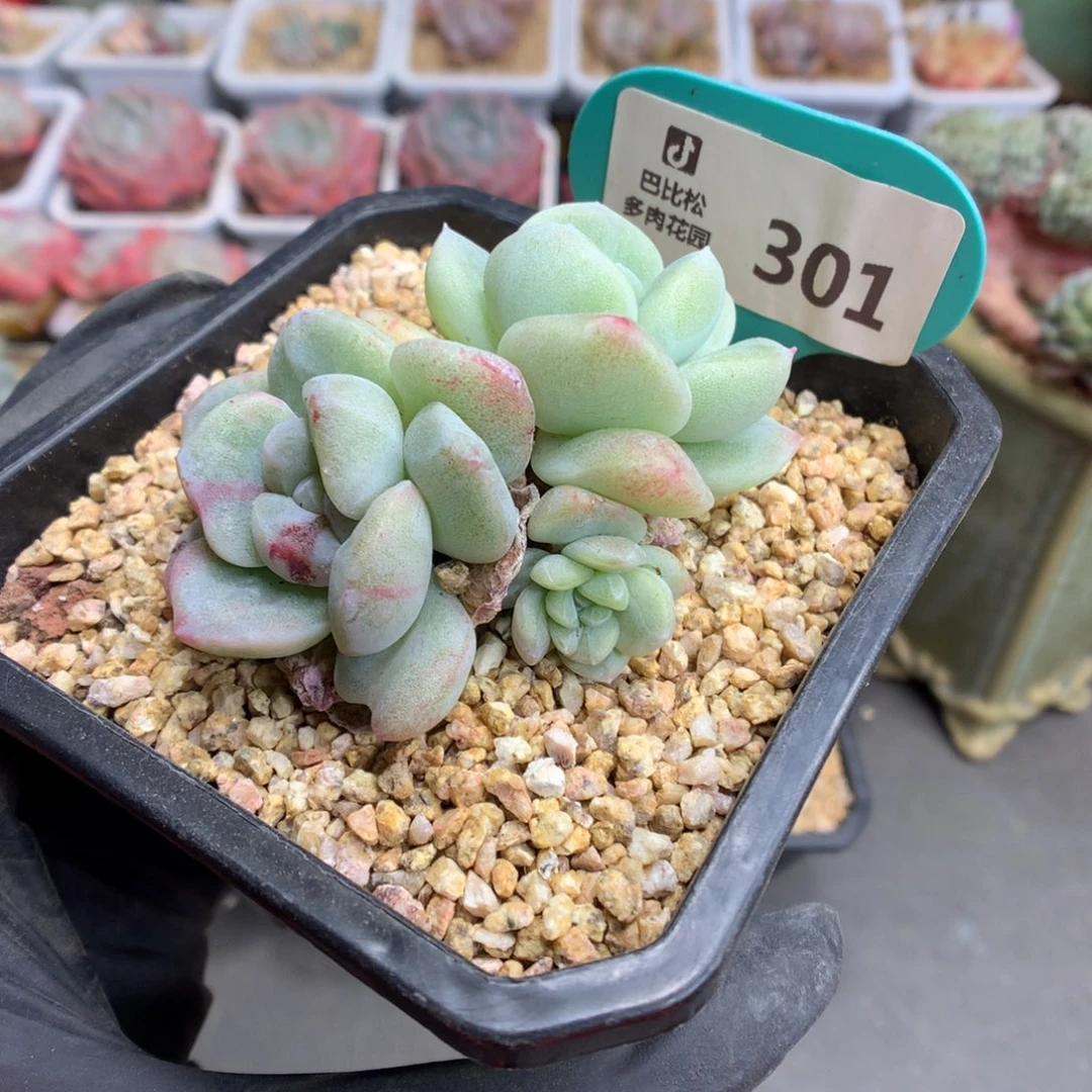 301 冰玉石化多肉